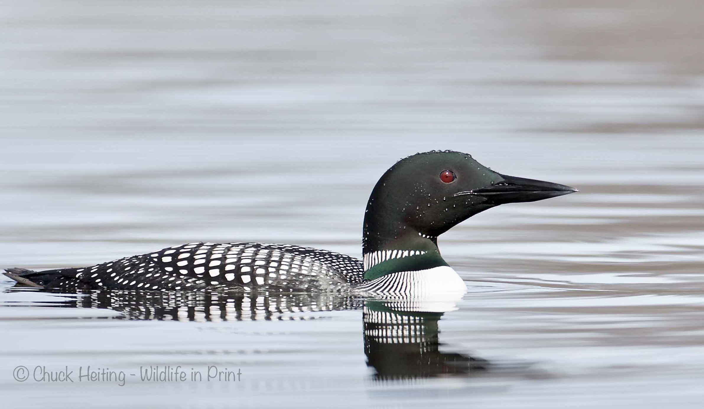 A picture of a loon on the water. 