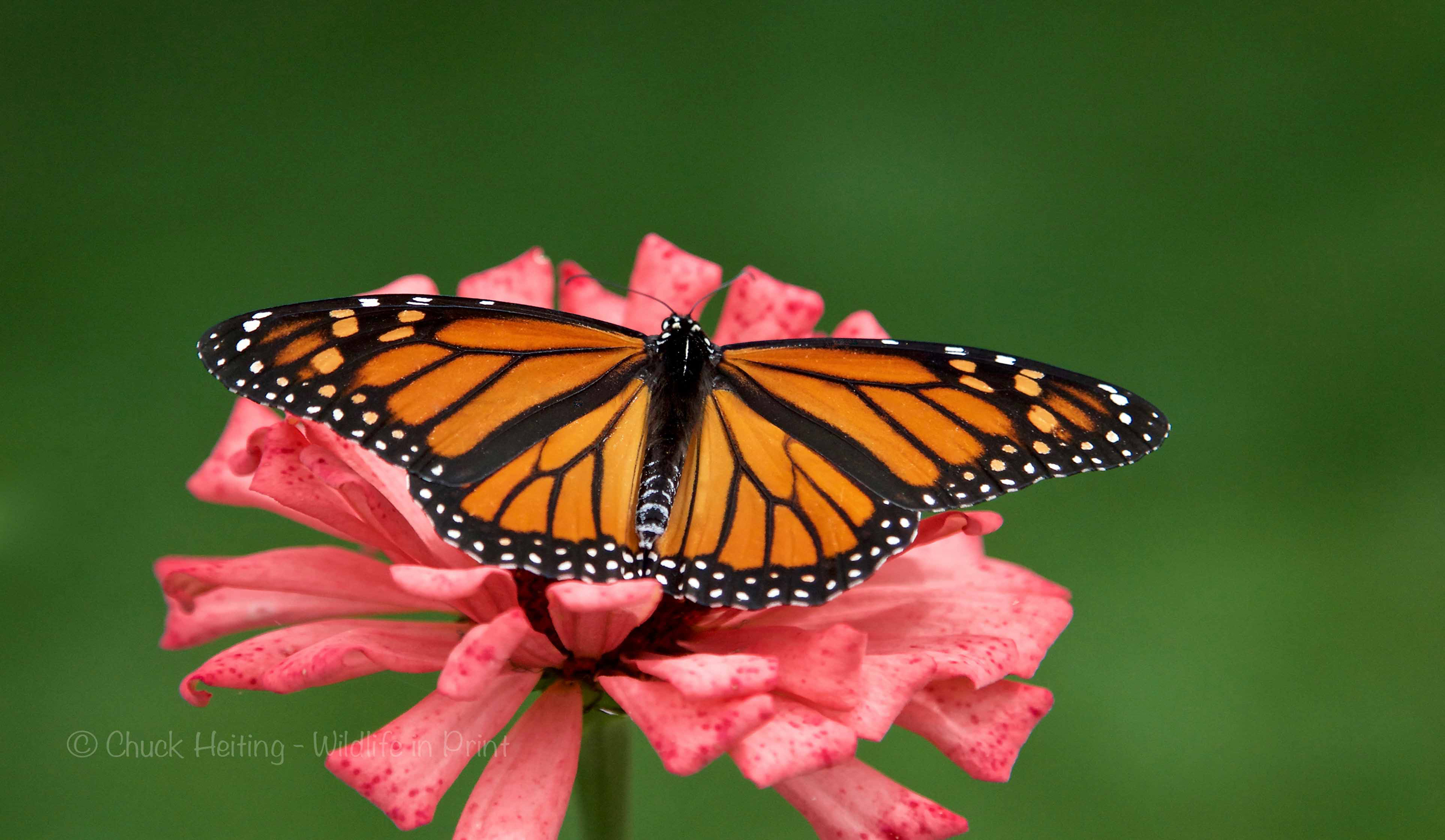 A picture of a monarch butterfly on a pick flower. 