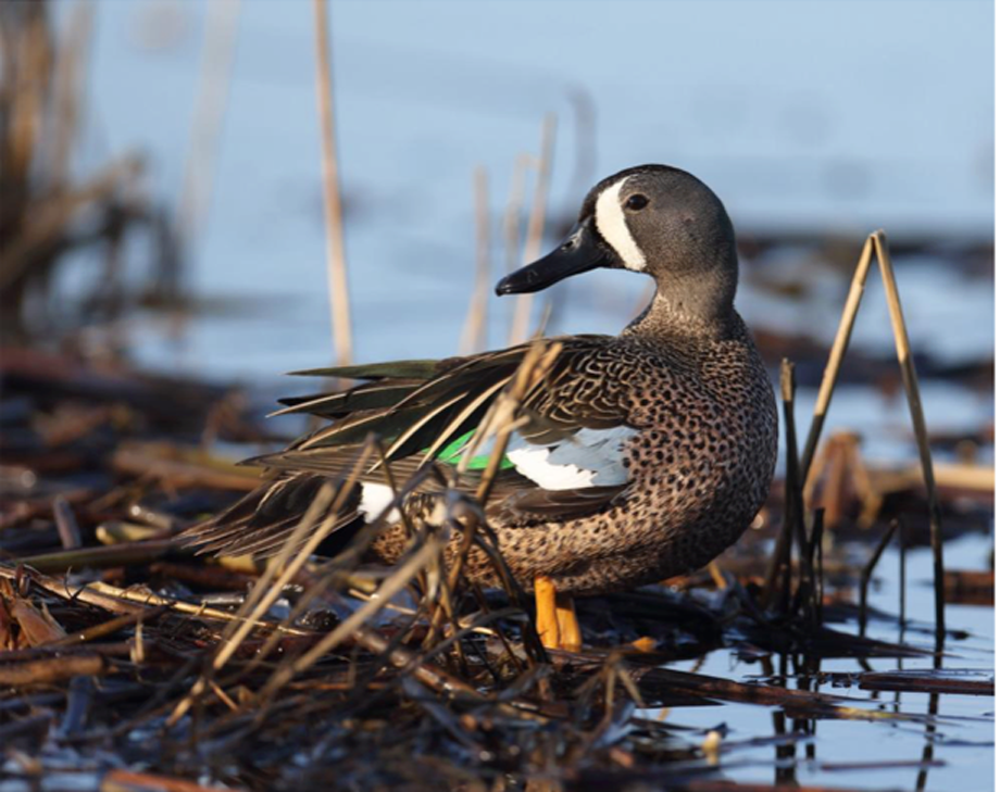 The ducks unlimited contest winner 2015 photo of a duck. 