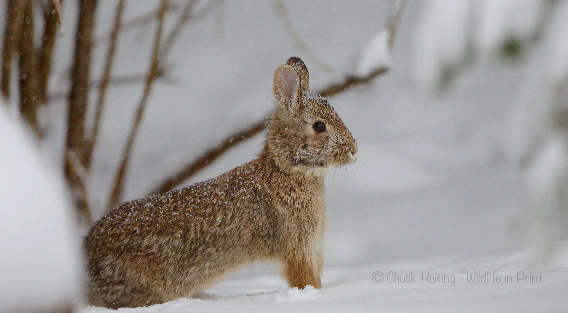 Picture of a rabbit in the snow. 