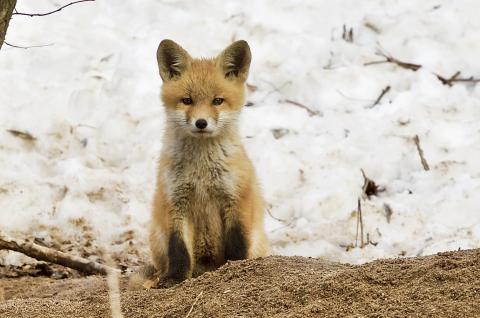 Adult fox guarding the den. 