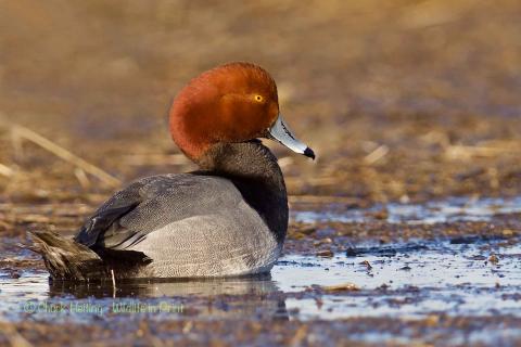 Red headed duck. 