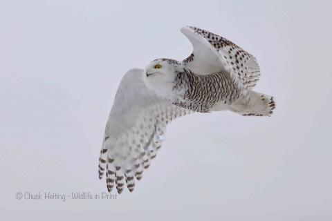 Snowy owl in flight. 