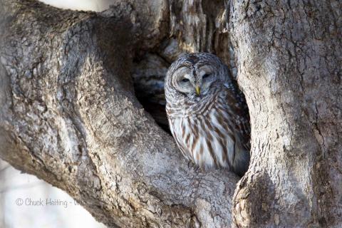 Barred owl in a tree. 