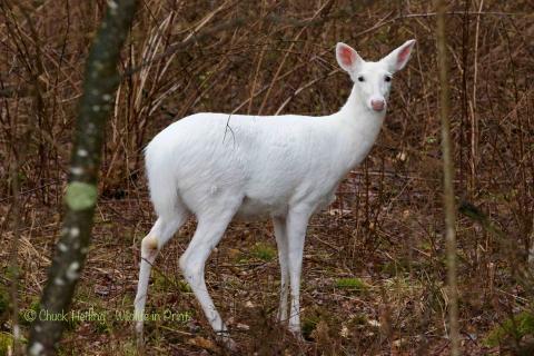 A picture of an albino deer. 