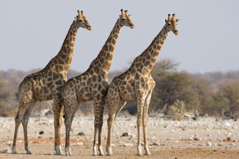 Three giraffes.  