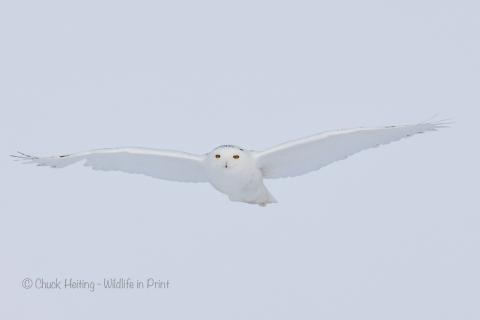 Snowy owl in flight. 