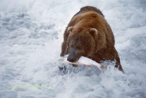 A bear catching a fish in a river. 
