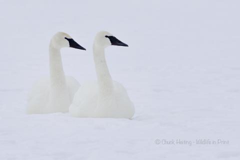 Swans. 