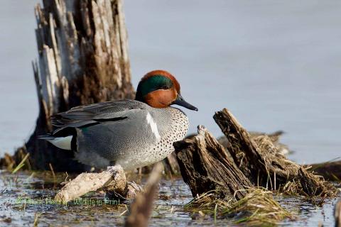 Green wing teal. 