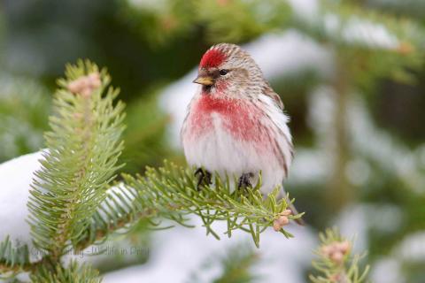 Redpoll in the snow. 