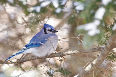 Bluejay in winter pines. 