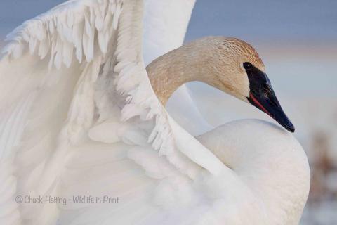 Swan. 
