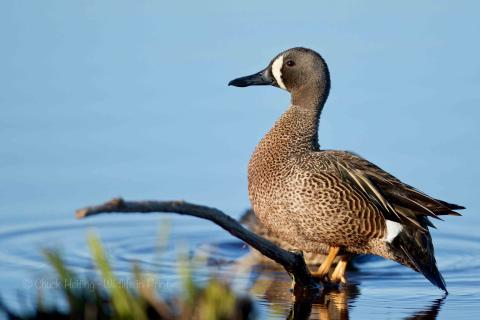 Blue wing teal.