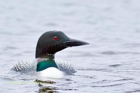 Loon with water droplets. 