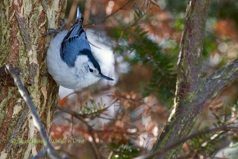 White breasted Nuthatch. 