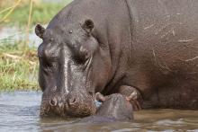 Hippo taking a drink. 
