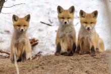 The fox pups. 