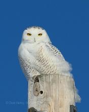 Snowy owl perched high. 