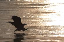 An eagle landing on the water at dusk. 
