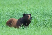 A bear walking in the tall grass. 