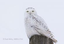 Snowy owl perched high. 