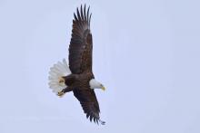 Eagle soaring across the sky.
