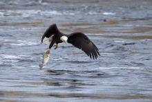 Eagle catching a fish from the water