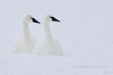 Swans. 