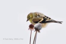 Goldfinch on Daily Head (1825). 