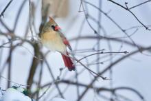 Female Cardinal in winter. 