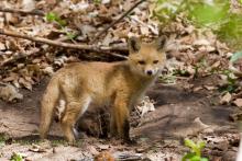 Fox pup by the den. 