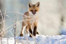 Fox in the snow.