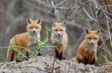 Three fox pups. 