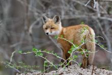 Curious young fox