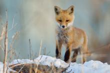Fox in the snow. 