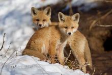 Fox pups by the den. 