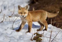 Fox in the snow. 
