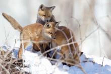 Fox pups in the snow. 