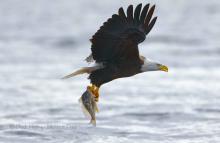 Eagle flying with a caught fish. 