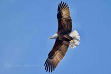 Eagle in flight.