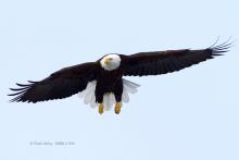 Eagle flight. 
