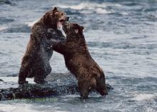 Bear fight. 