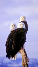 Eagle trio. 