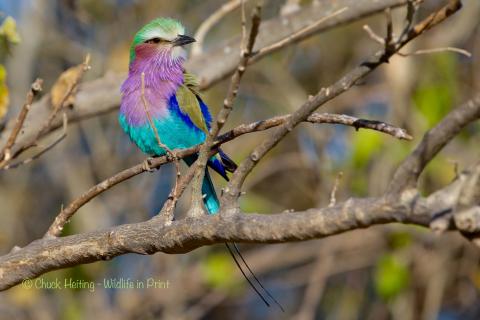 Very colorful roller. 