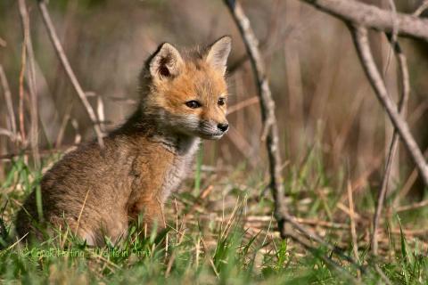 Young fox. 