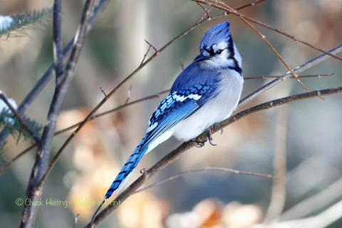 Bluejay in the snow. 