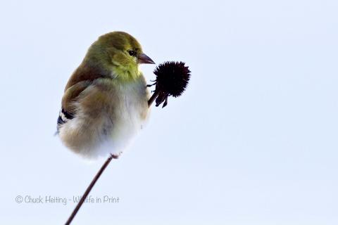Goldfinch on Daisy head.