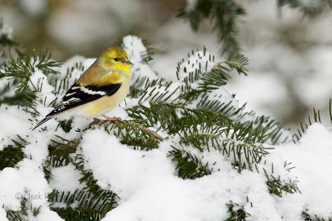 Goldfinch in pine. 