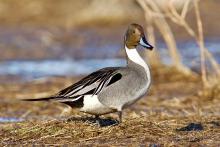Pintail duck. 